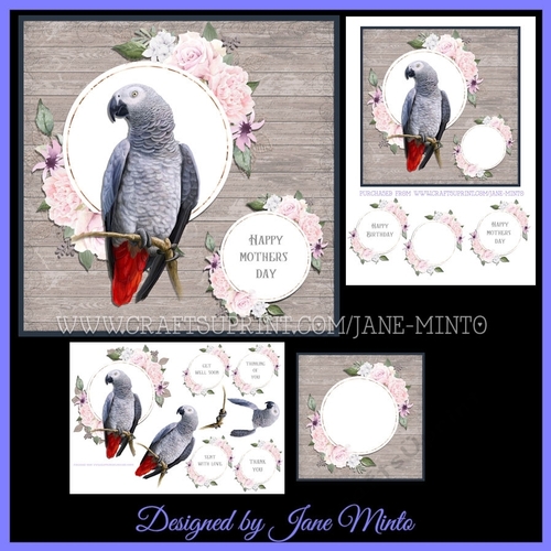 BEAUTIFUL BIRDS - AFRICAN GREY