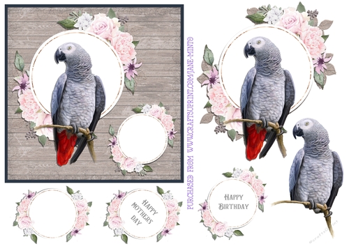 AFRICAN GREY PARROT 6X6