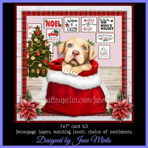 CHRISTMAS PITBULL