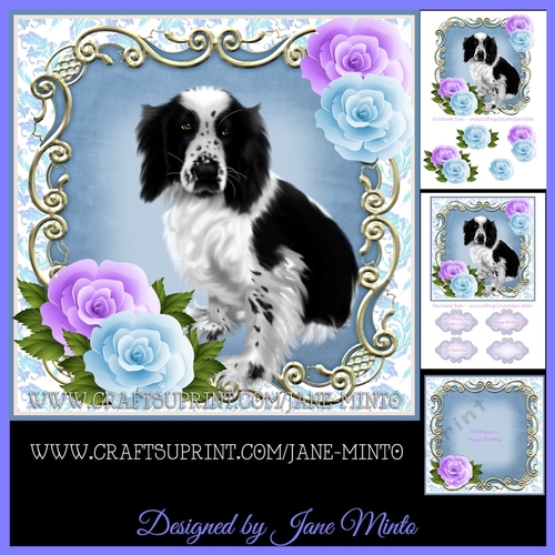 WELSH SPRINGER SPANIEL - black & white