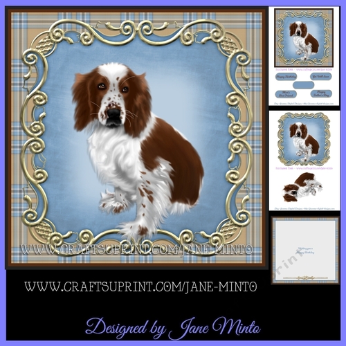 WELSH SPRINGER SPANIEL - brown & white