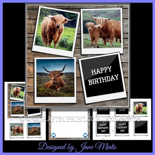HIGHLAND COWS