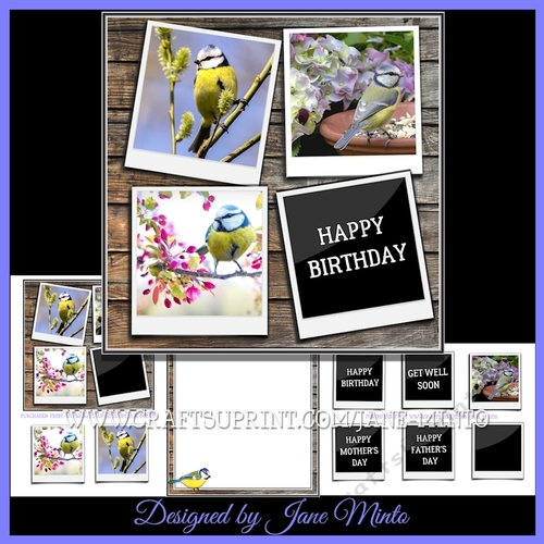 BLUE TIT PHOTOS