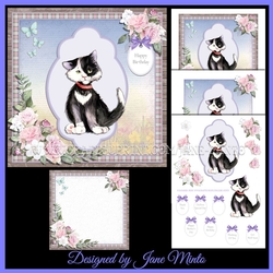 LITTLE BLACK CAT