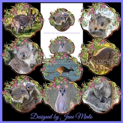 KOALAS & KANGAROOS