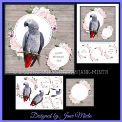BEAUTIFUL BIRDS - AFRICAN GREY