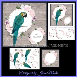 BEAUTIFUL BIRDS - MACAW