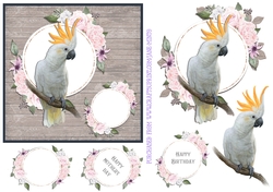 COCKATOO 6X6