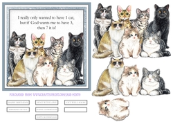 7 CATS blue 6x6