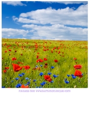POPPY FIELD