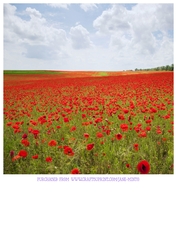 POPPY FIELD 2