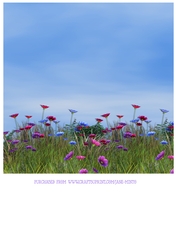 FLOWER MEADOW