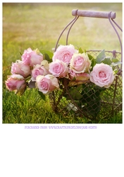 PINK ROSES