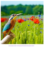 KINGFISHER