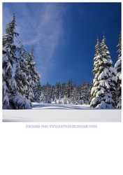 SNOWY TREES