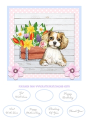 SWEET SPANIEL quick card
