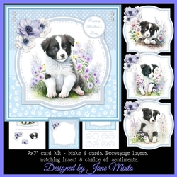 BORDER COLLIE PUPS