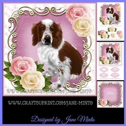WELSH SPRINGER SPANIEL - brown & white.