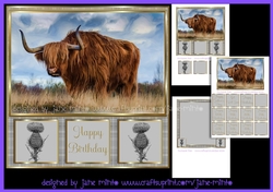 HIGHLAND COW