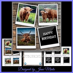 HIGHLAND COWS
