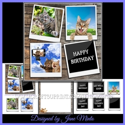 FUNNY CATS