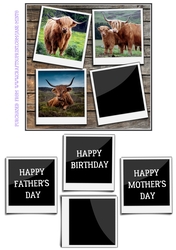 HIGHLAND COWS 6X6