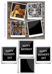 TIGERS 6X6