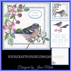 SPRING CHAFFINCH