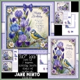 BIRTHDAY IRIS