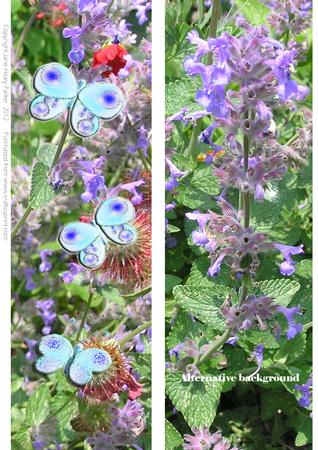 Blue Butterflies in a Cornish Hedgerow