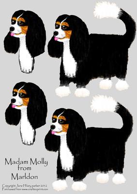 Madam Molly a Cavalier King Charles Spaniel