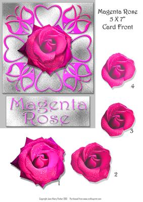 Magenta Rose 5 x 7