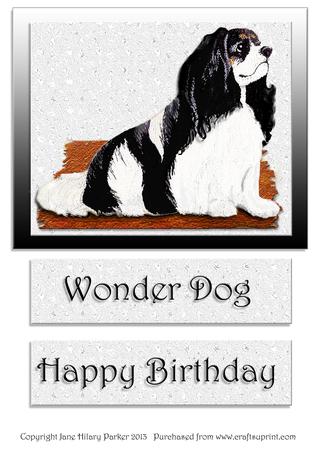 Madam Molly a Cavalier King Charles Spaniel