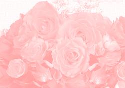 Rose Paper 2 - Palest Tangerine