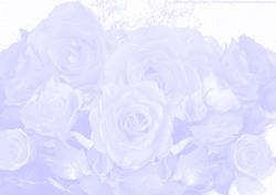 Rose Paper 7 - Palest Blue