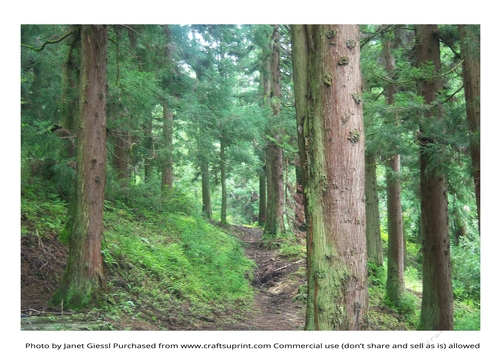 Woods in Georgia (Caucasus)