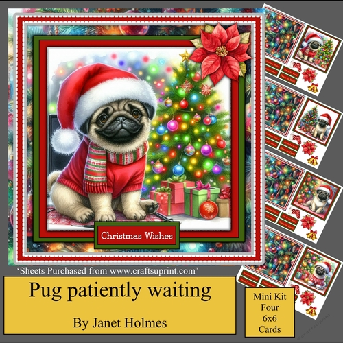 Pug patiently waiting