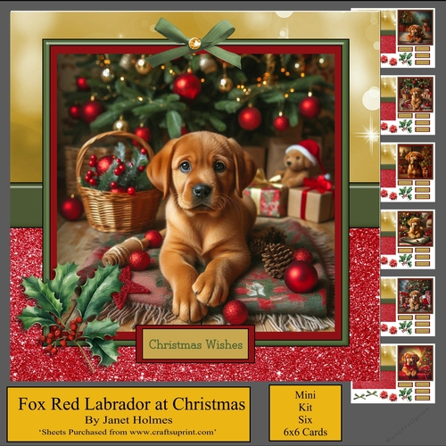 Fox Red Labrador at Christmas