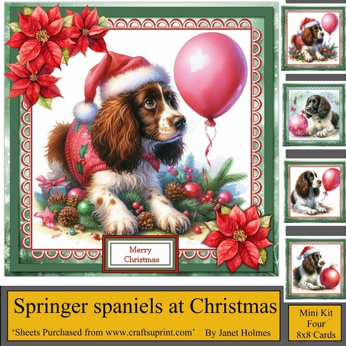 Springer Spaniels at Christmas