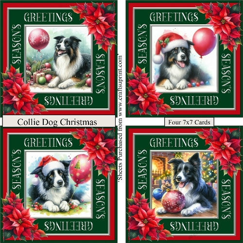 Collies Christmas 2026
