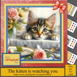 Kitten Love im watching you