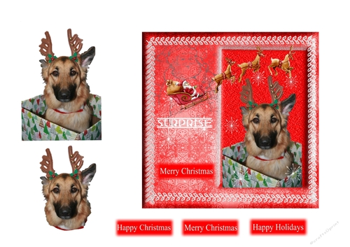 Doggy Christmas Surprise