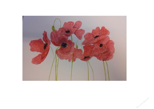 Poppies
