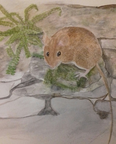 Field Mouse On The Wall