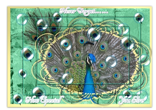 Peacock Pyramage Never Forget How Special You Are