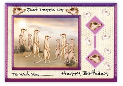 Meerkat Birthday Wishes