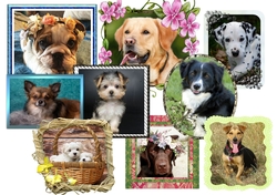 Dog Toppers