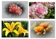 Assorted Flower Toppers 1