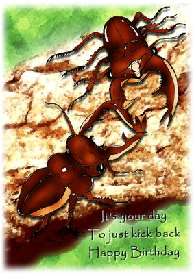 Stag Beetles Meeting