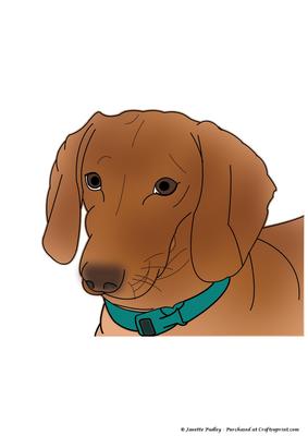 Jake the Doxie Coloured